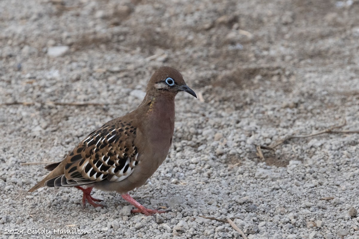 Galapagos Dove - ML622130478