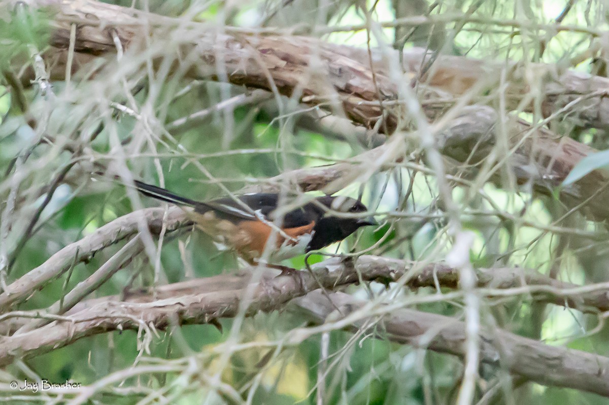 Eastern Towhee - ML622130479