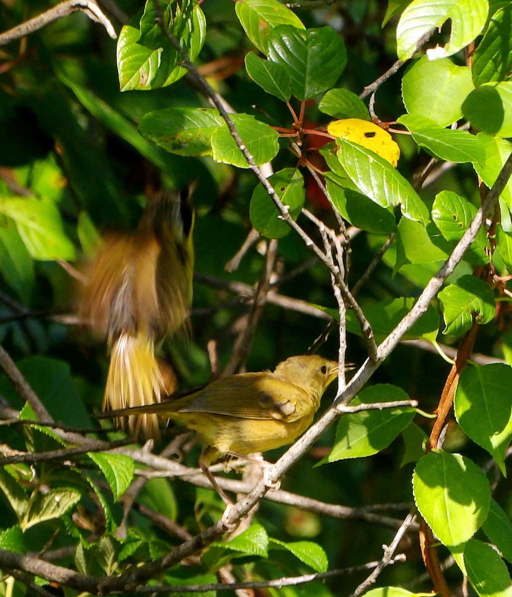 Common Yellowthroat - ML622130481