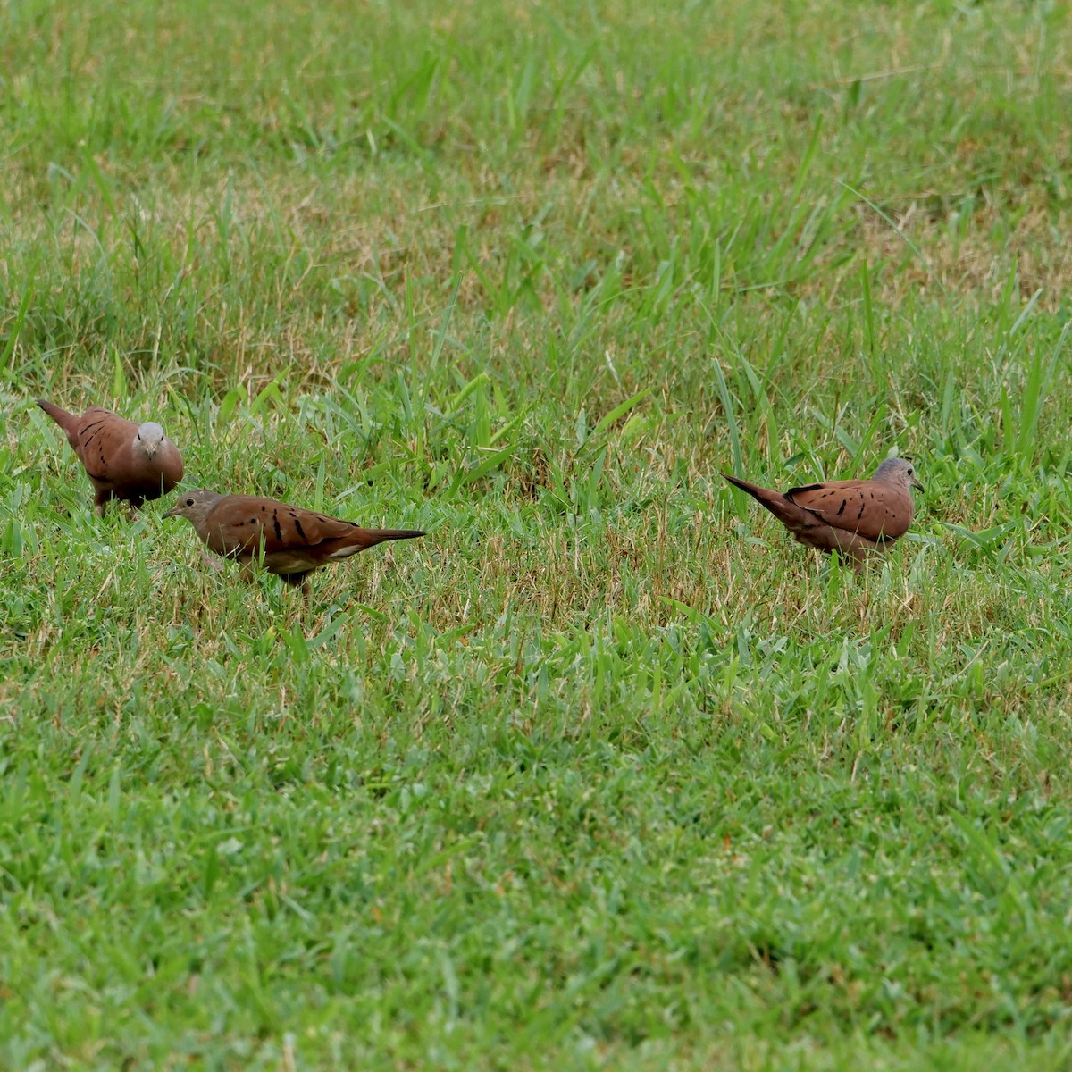 Ruddy Ground Dove - ML622130482