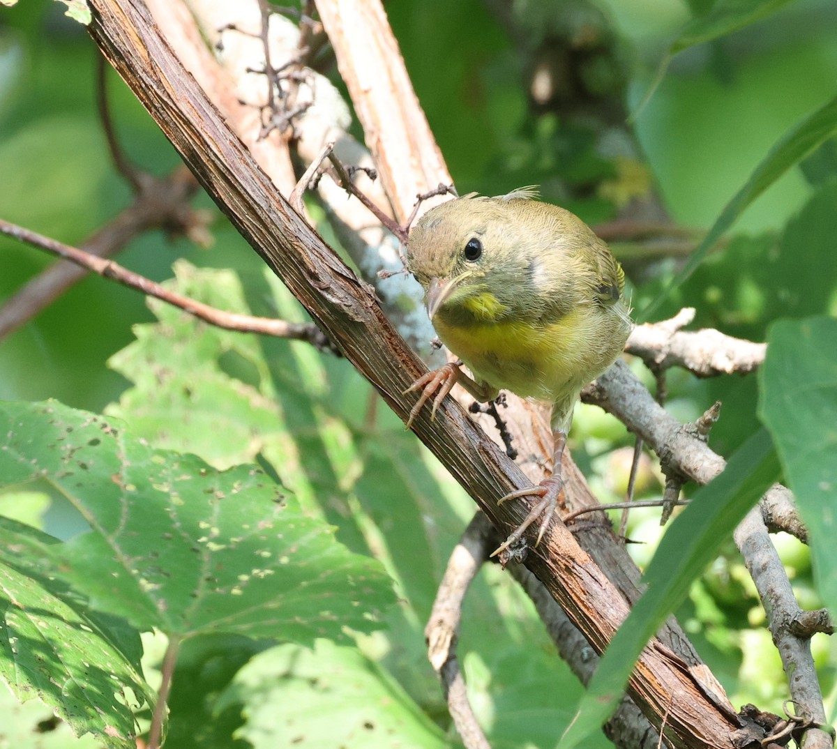 Common Yellowthroat - ML622130487