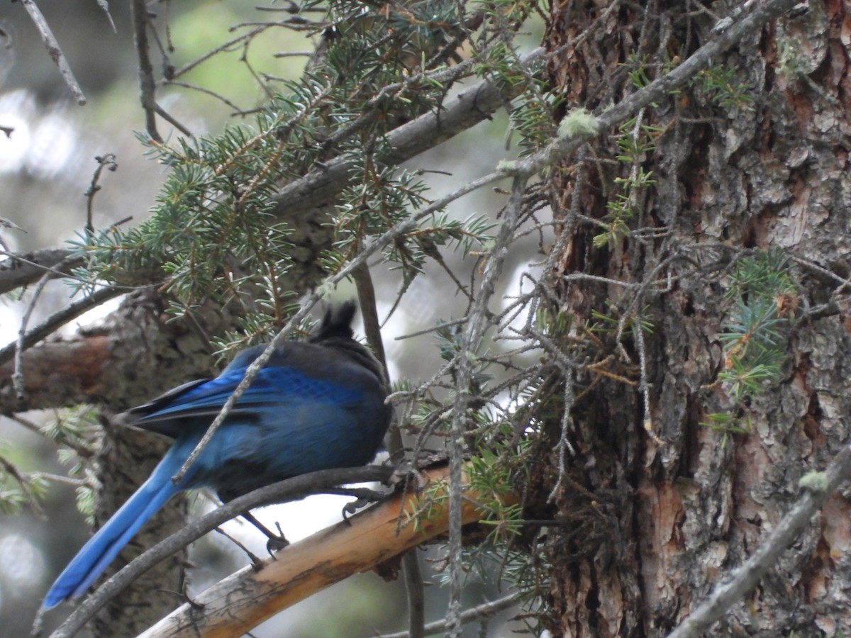 Steller's Jay - ML622130488