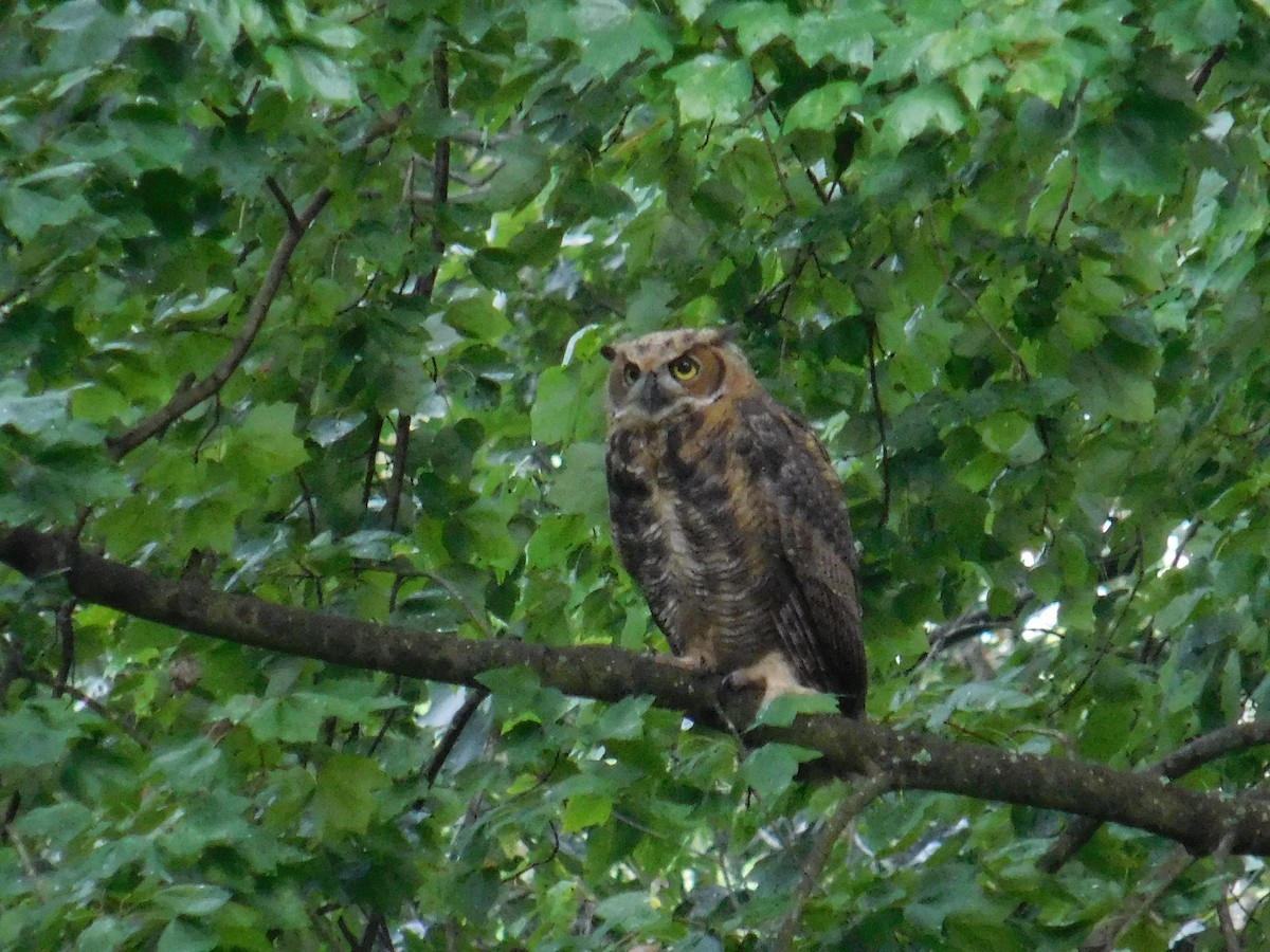 Great Horned Owl - ML622130489