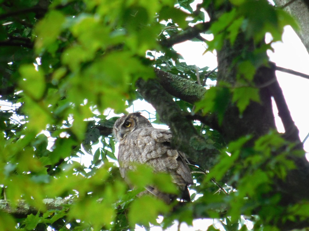 Great Horned Owl - ML622130490