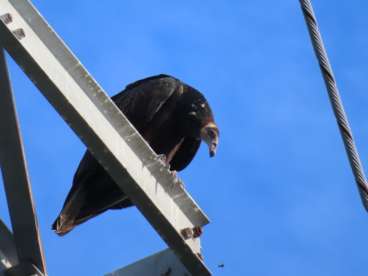 Turkey Vulture - Ken Clark