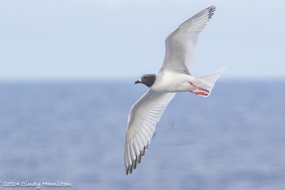 Swallow-tailed Gull - ML622130492