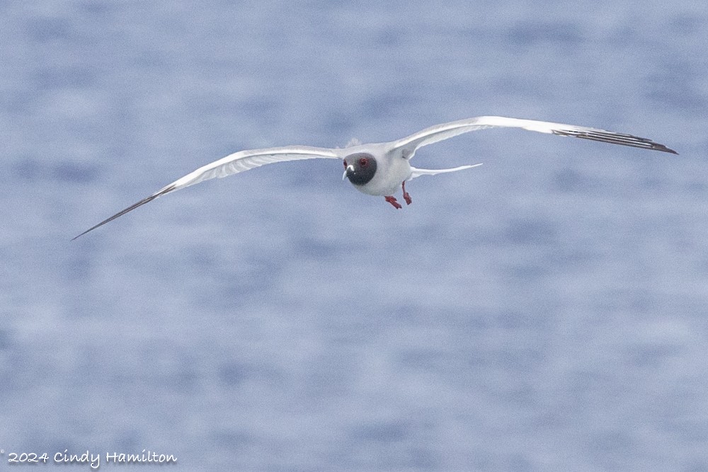 Swallow-tailed Gull - ML622130493