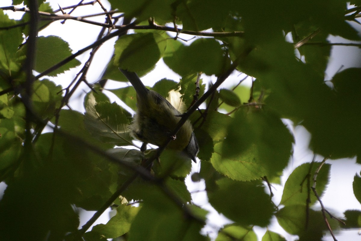 Eurasian Blue Tit - ML622130502