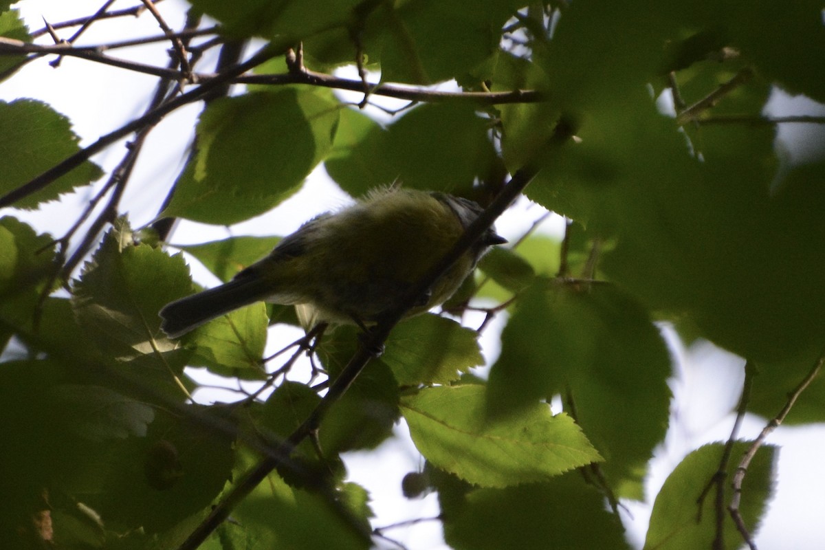 Eurasian Blue Tit - ML622130503