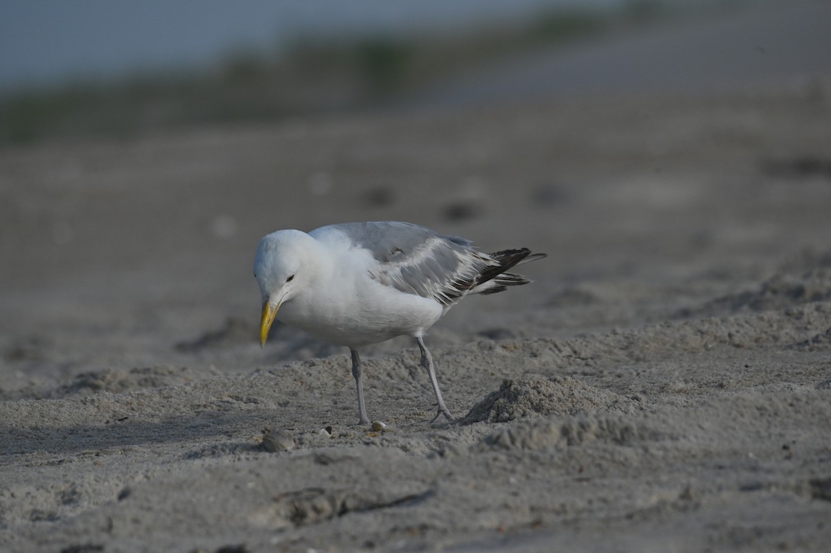 Herring Gull - ML622130504