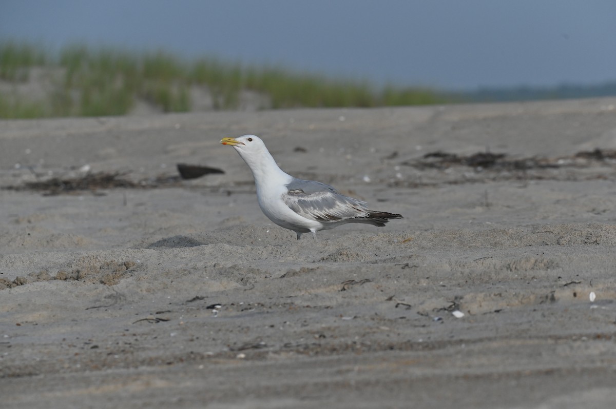 Herring Gull - ML622130505