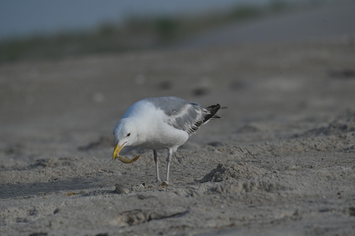 Herring Gull - ML622130506