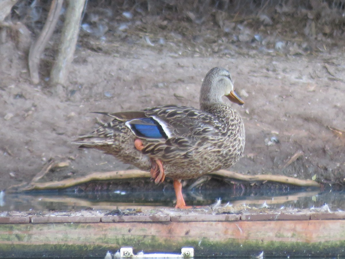 Mallard - ML622130507