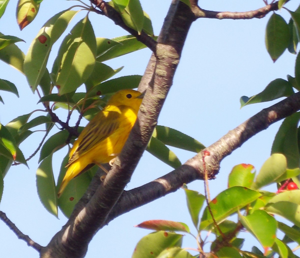 Yellow Warbler - ML622130508