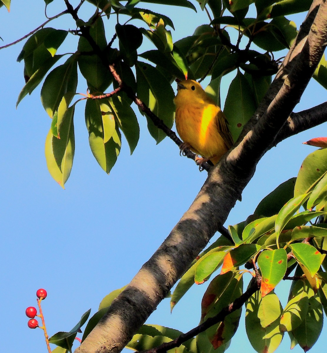 Yellow Warbler - ML622130509