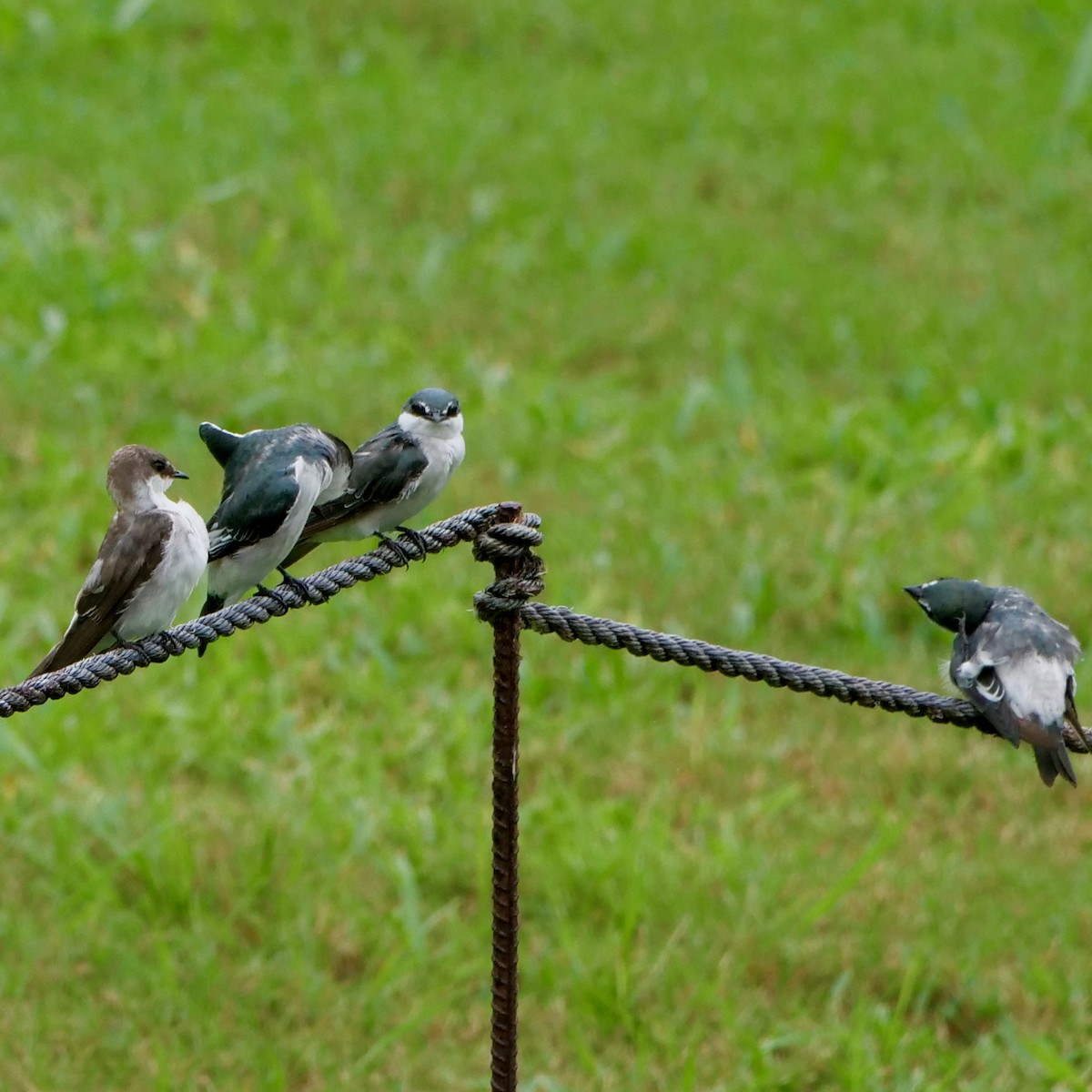 Mangrove Swallow - ML622130510