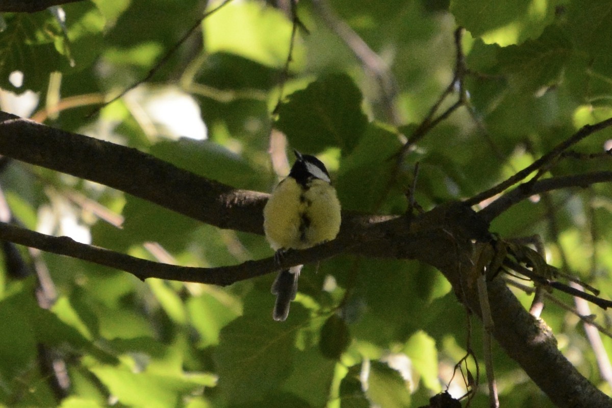 Great Tit - ML622130512