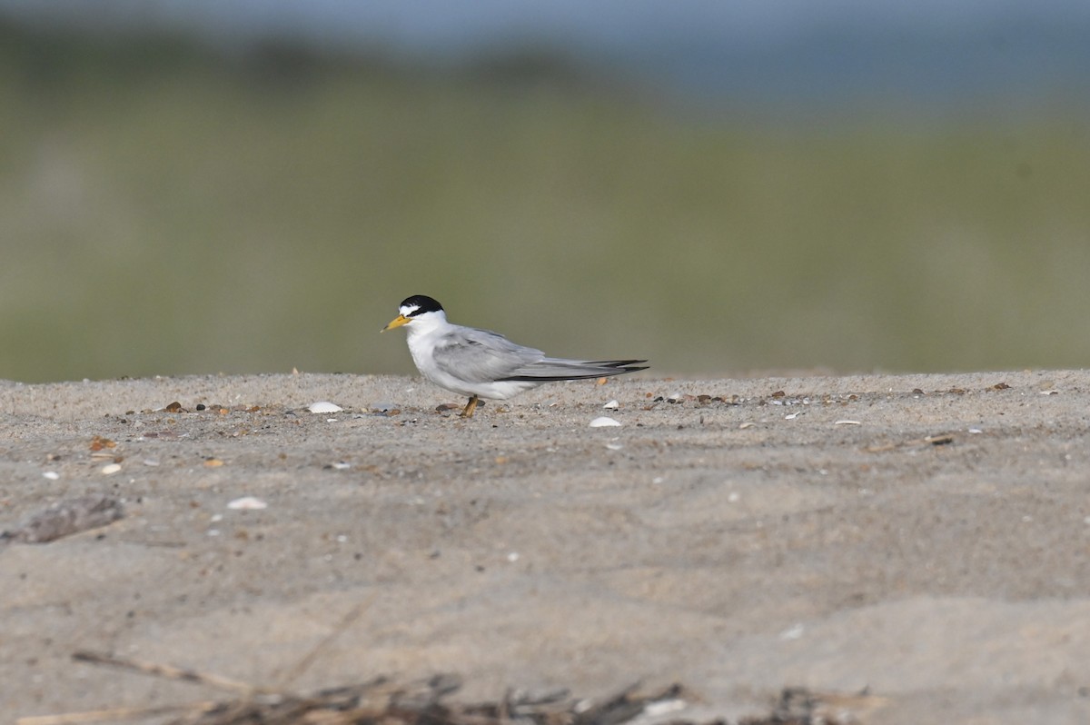 Least Tern - ML622130547