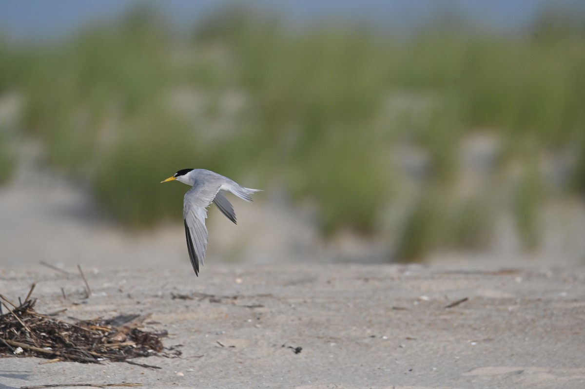 Least Tern - ML622130548