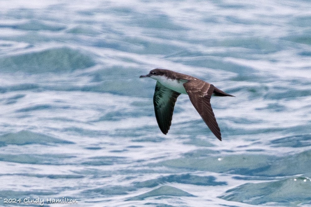 Galapagos Shearwater - ML622130553