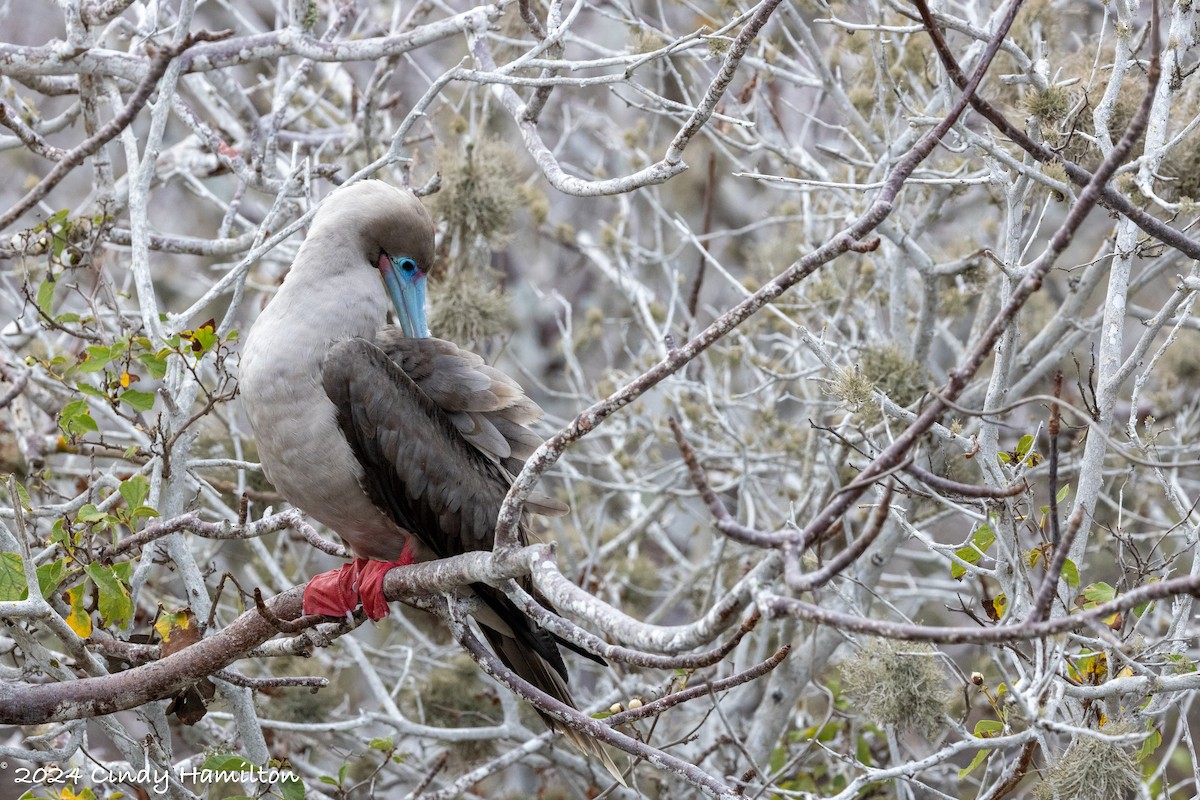 Red-footed Booby - ML622130626