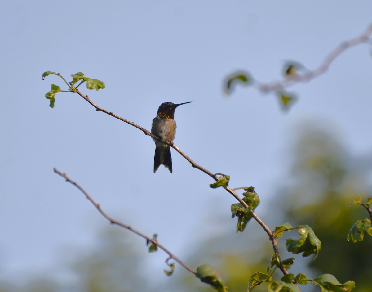 Ruby-throated Hummingbird - ML622130644