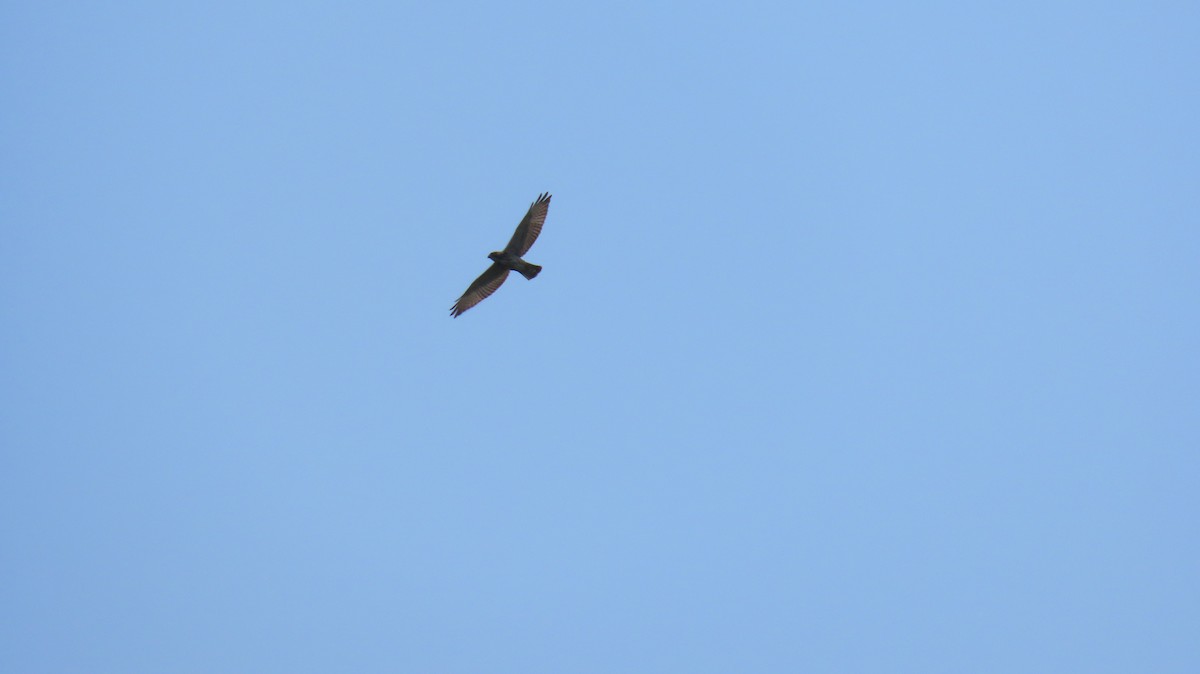 Broad-winged Hawk - ML622130657