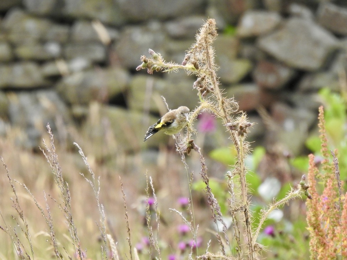 European Goldfinch (European) - ML622130660