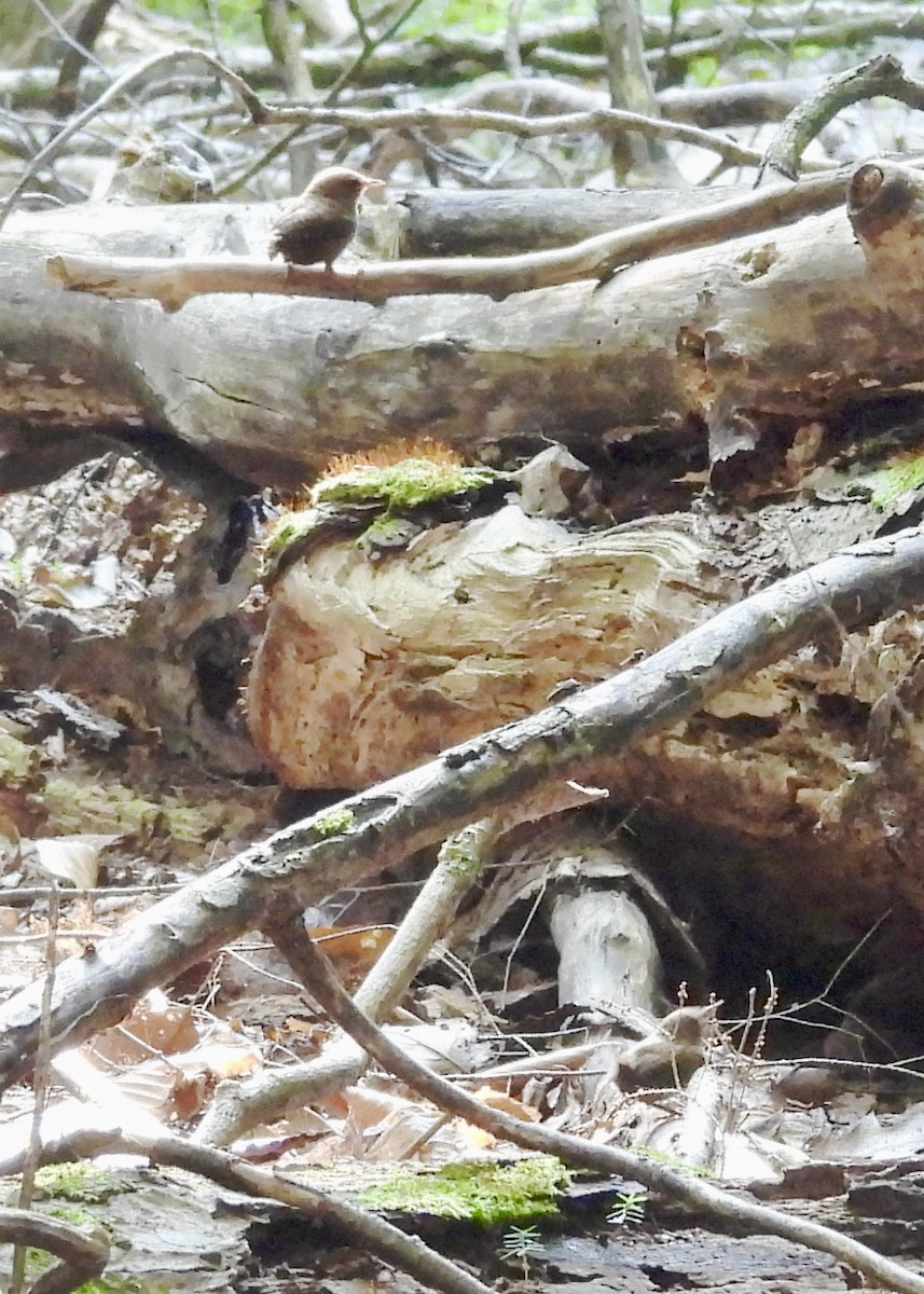 Winter Wren - ML622130662