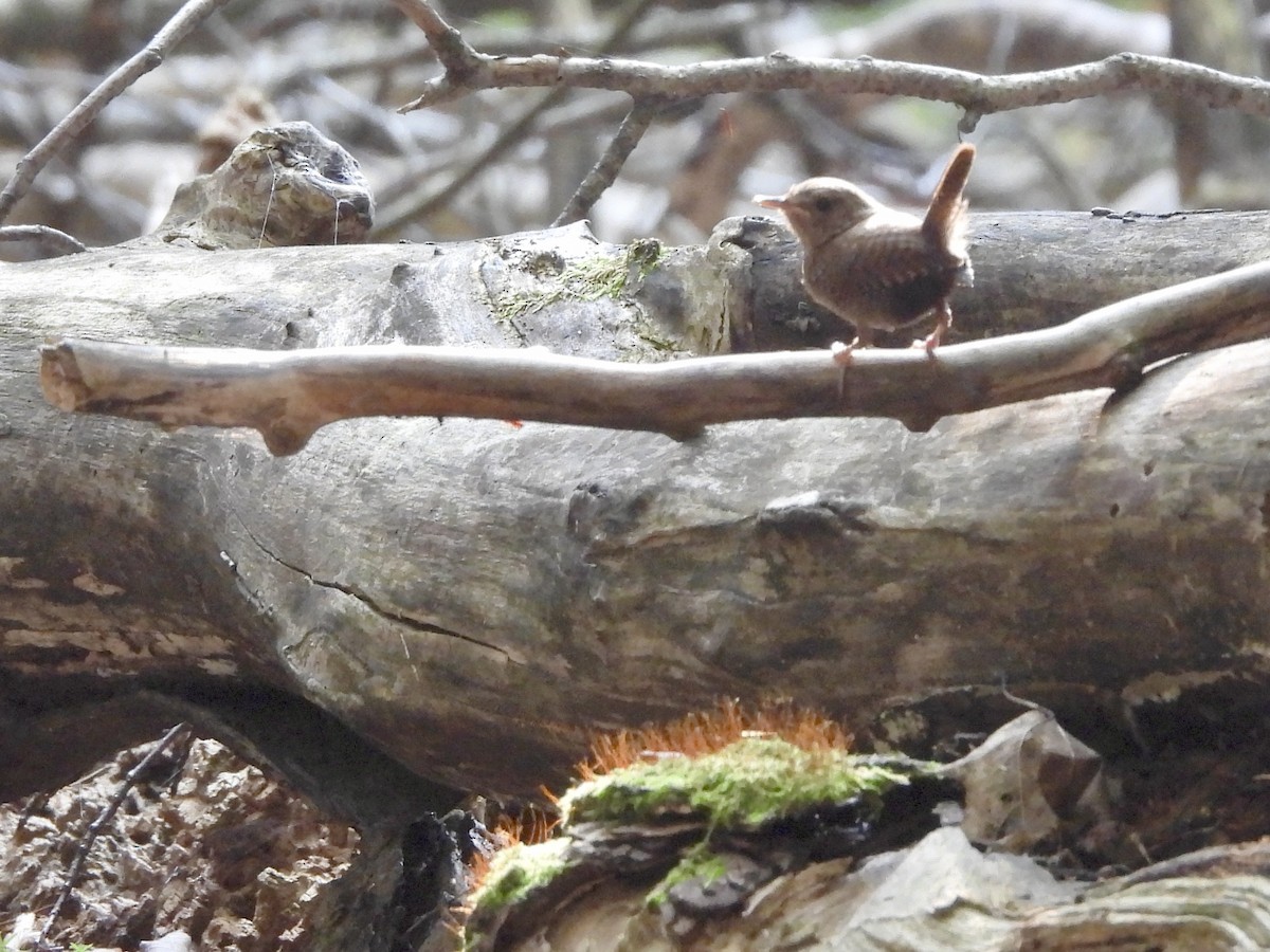 Winter Wren - ML622130663