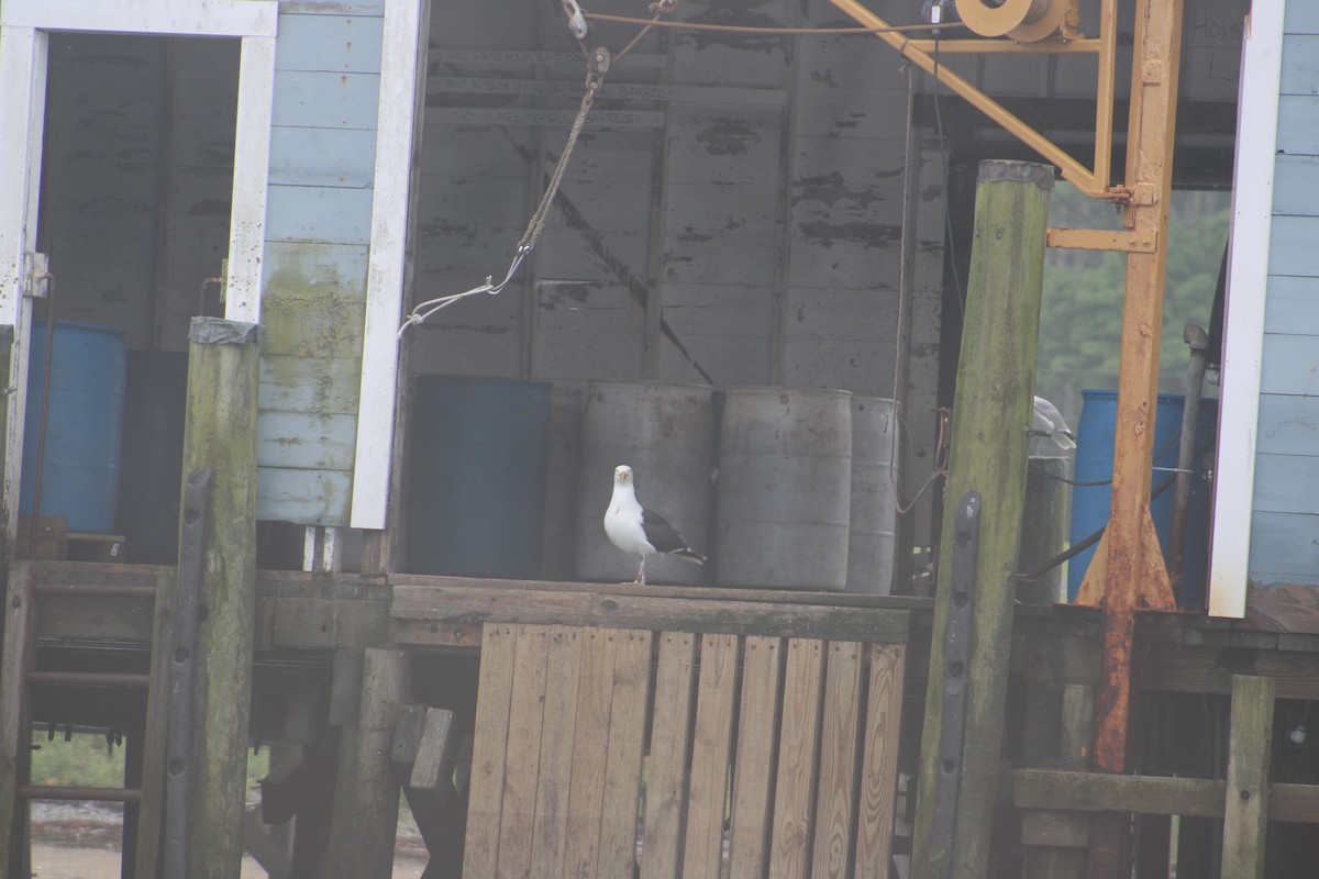 Great Black-backed Gull - ML622130664