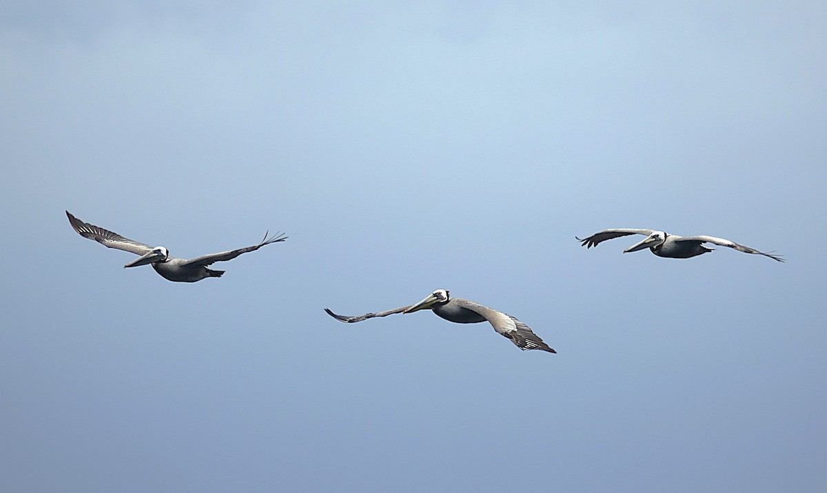 Brown Pelican - ML622130665