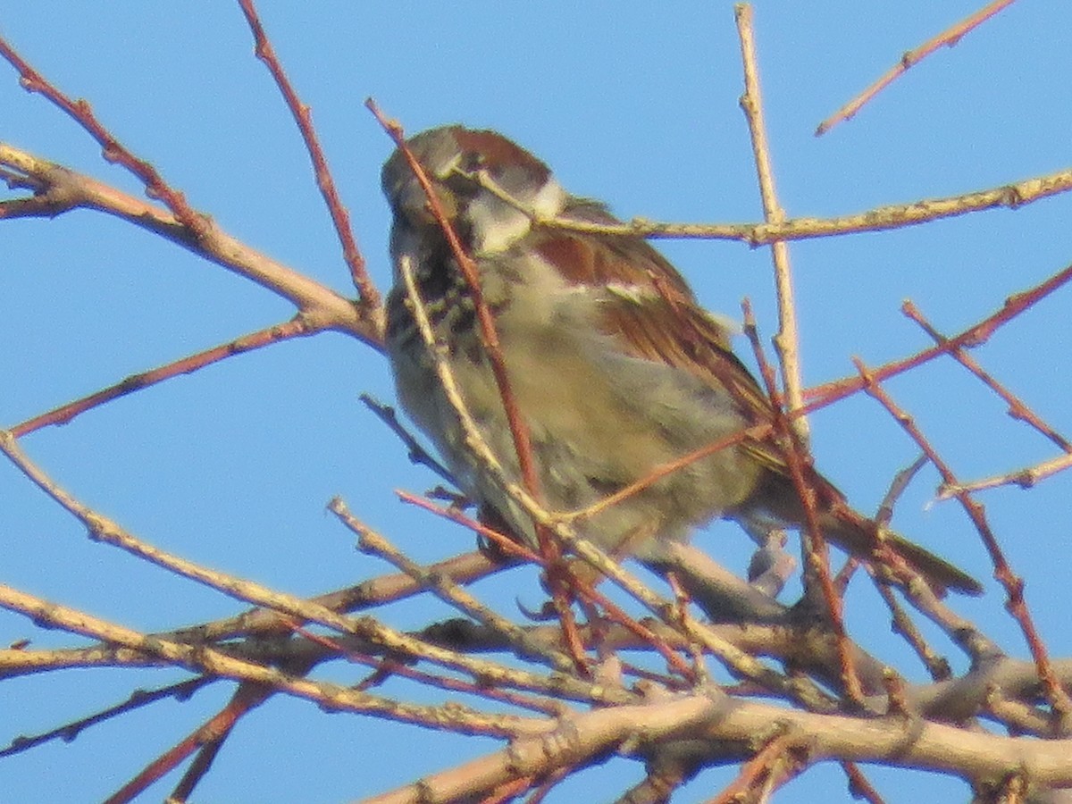 House Sparrow - ML622130666