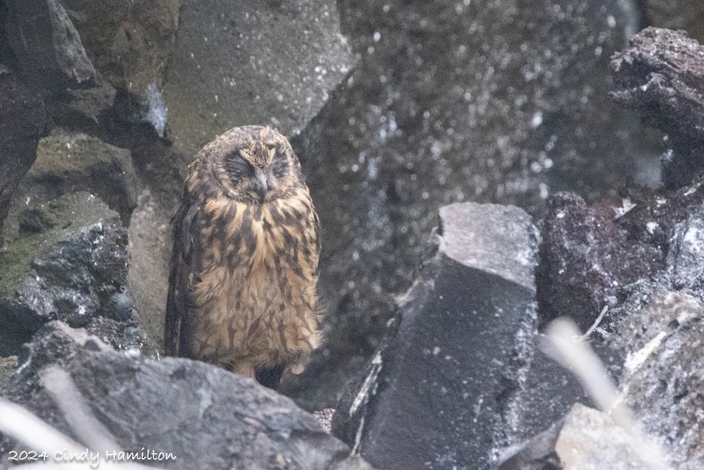 Short-eared Owl (Galapagos) - ML622130667