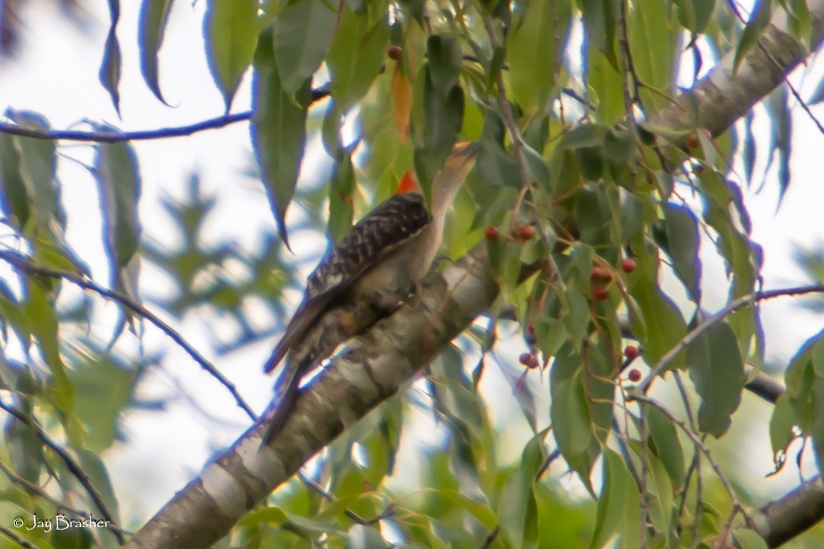 Red-bellied Woodpecker - ML622130668