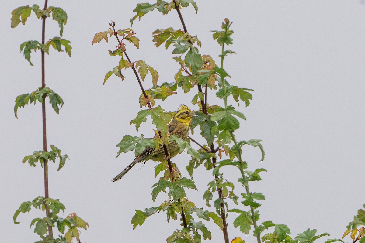 Yellowhammer - ML622130669