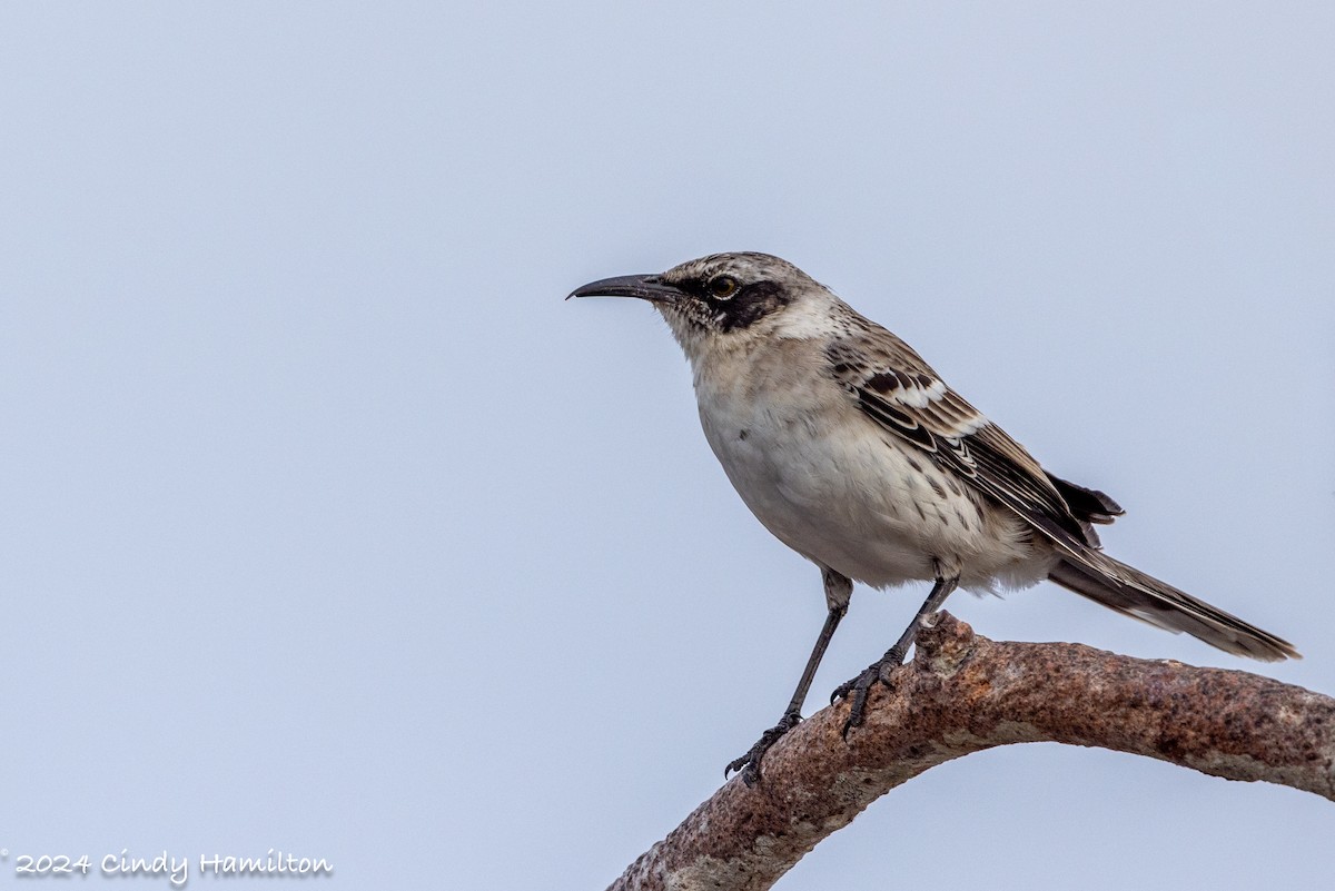 Galapagos Mockingbird - ML622130672