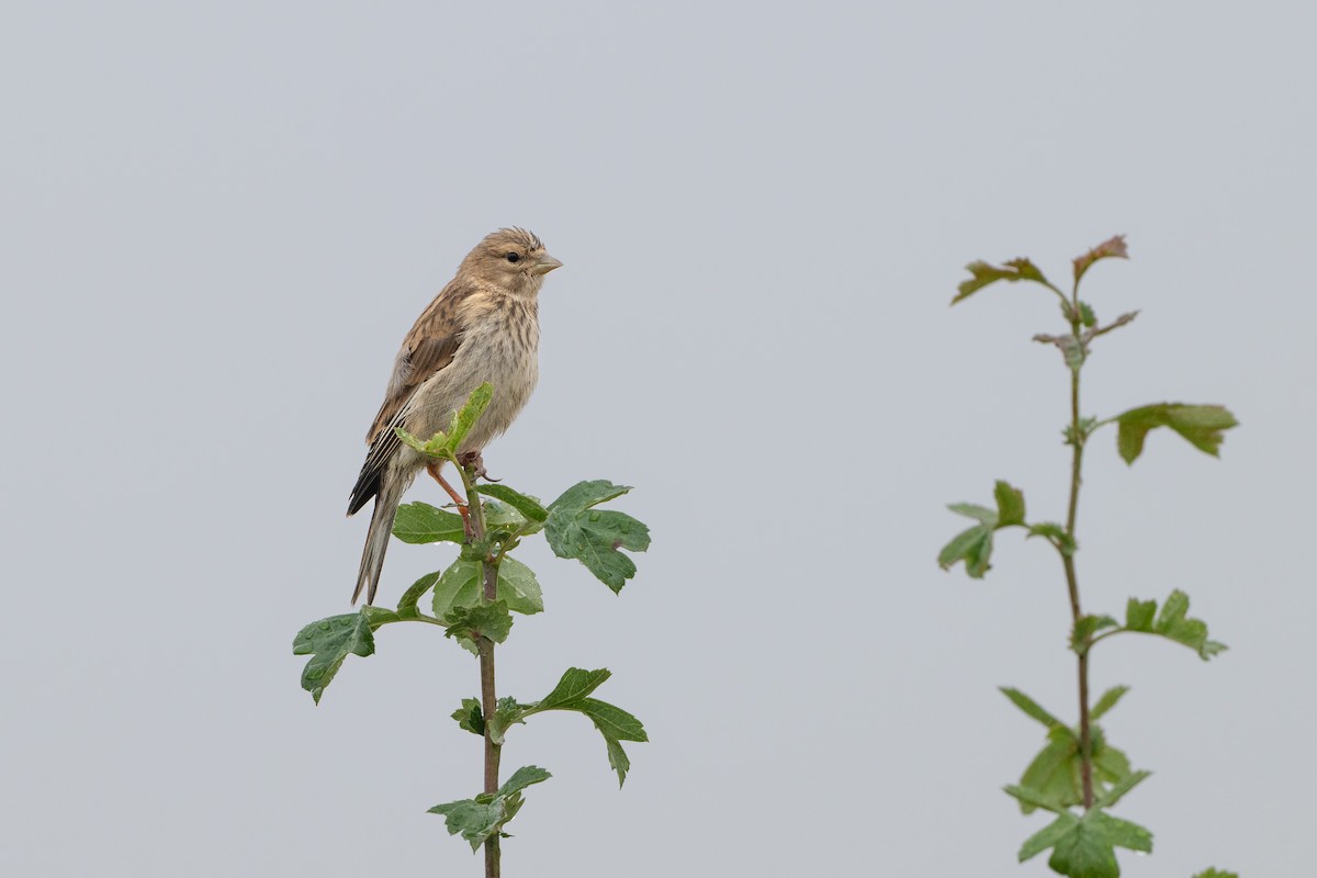 Eurasian Linnet - ML622130673