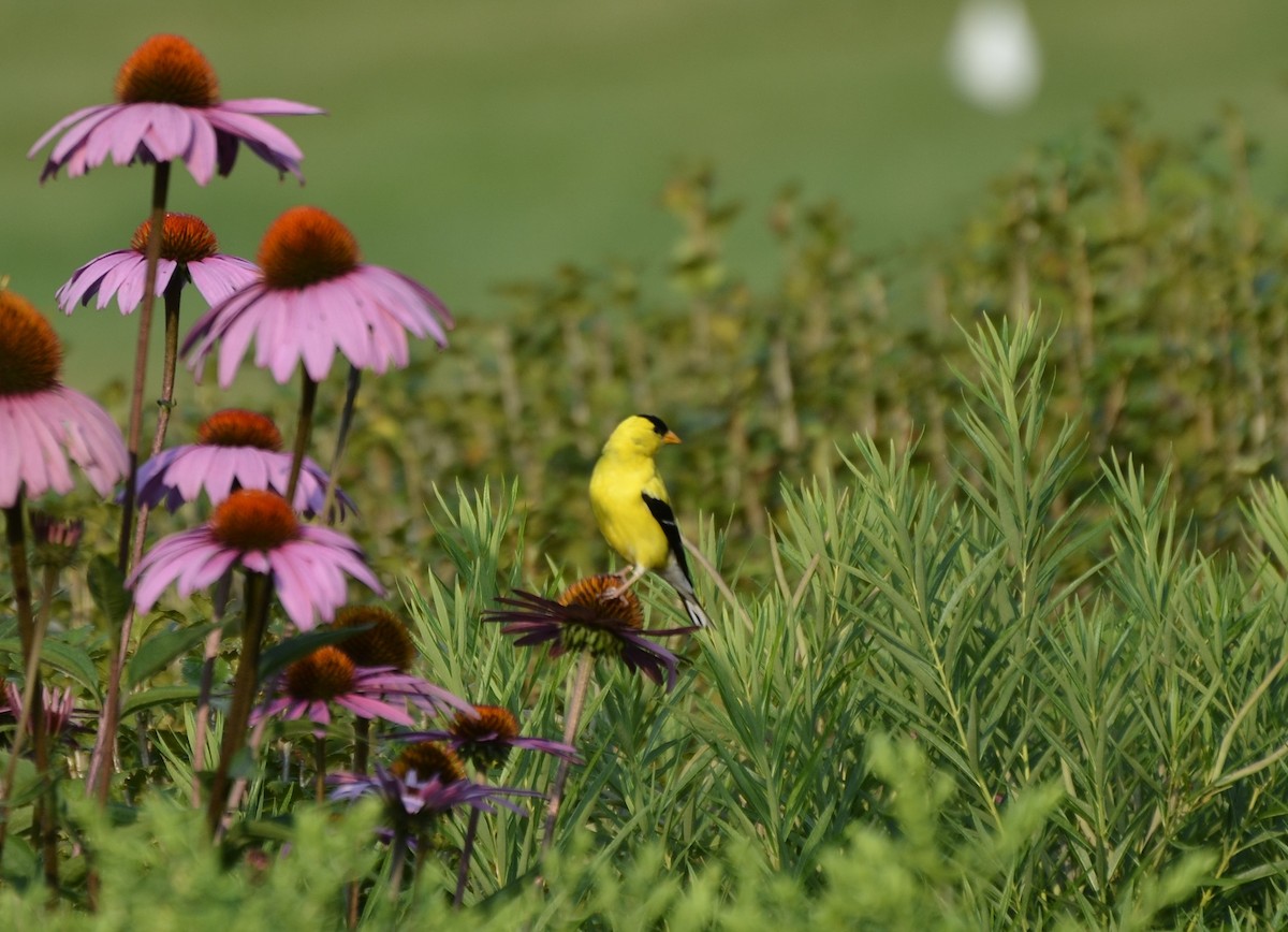 American Goldfinch - ML622130674