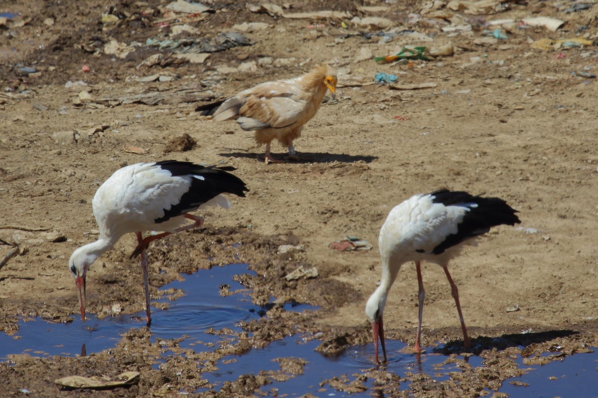 White Stork - ML622130676