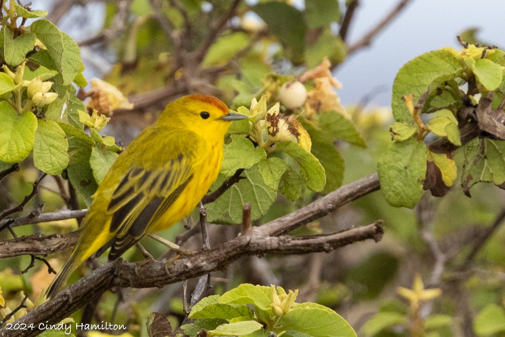 Yellow Warbler (Galapagos) - ML622130677