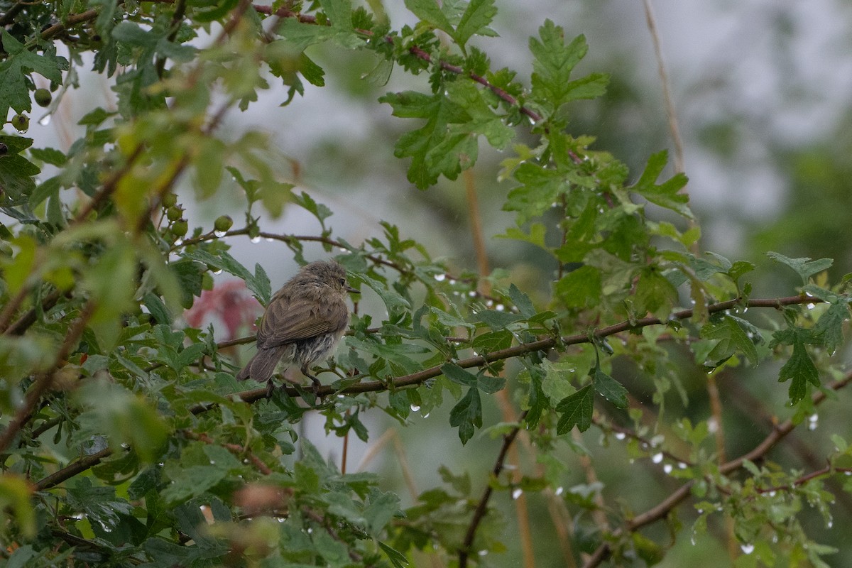 Common Chiffchaff - ML622130678