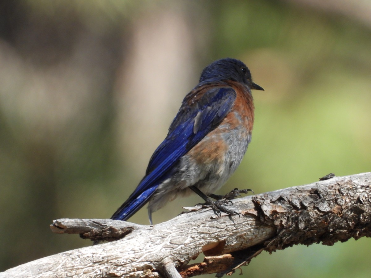 Western Bluebird - ML622130681