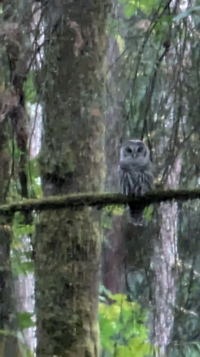 Barred Owl - ML622130686