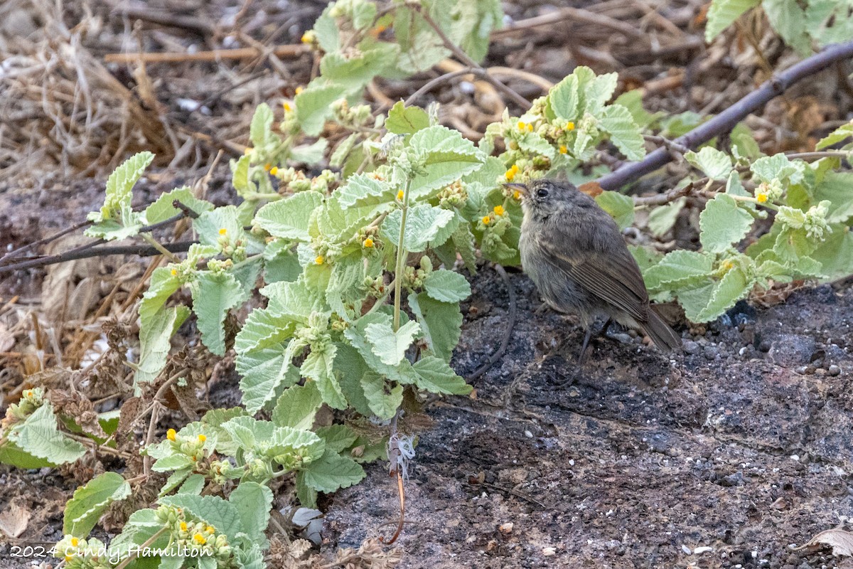 Gray Warbler-Finch - ML622130687