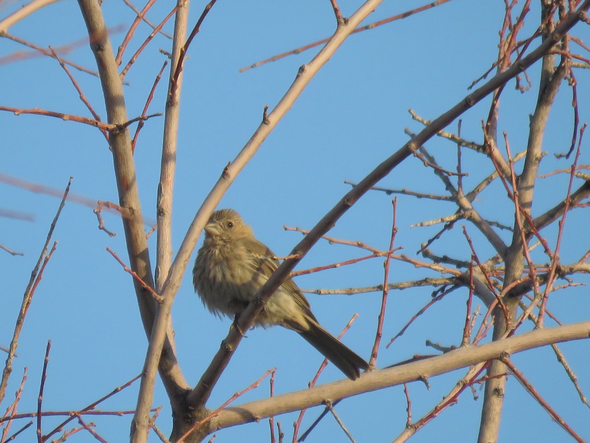 House Finch - ML622130688