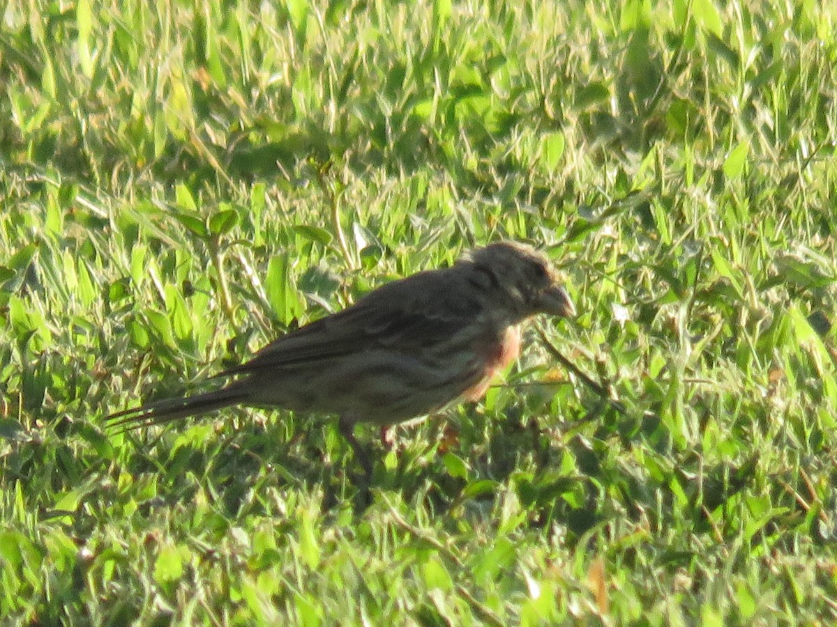 House Finch - ML622130689