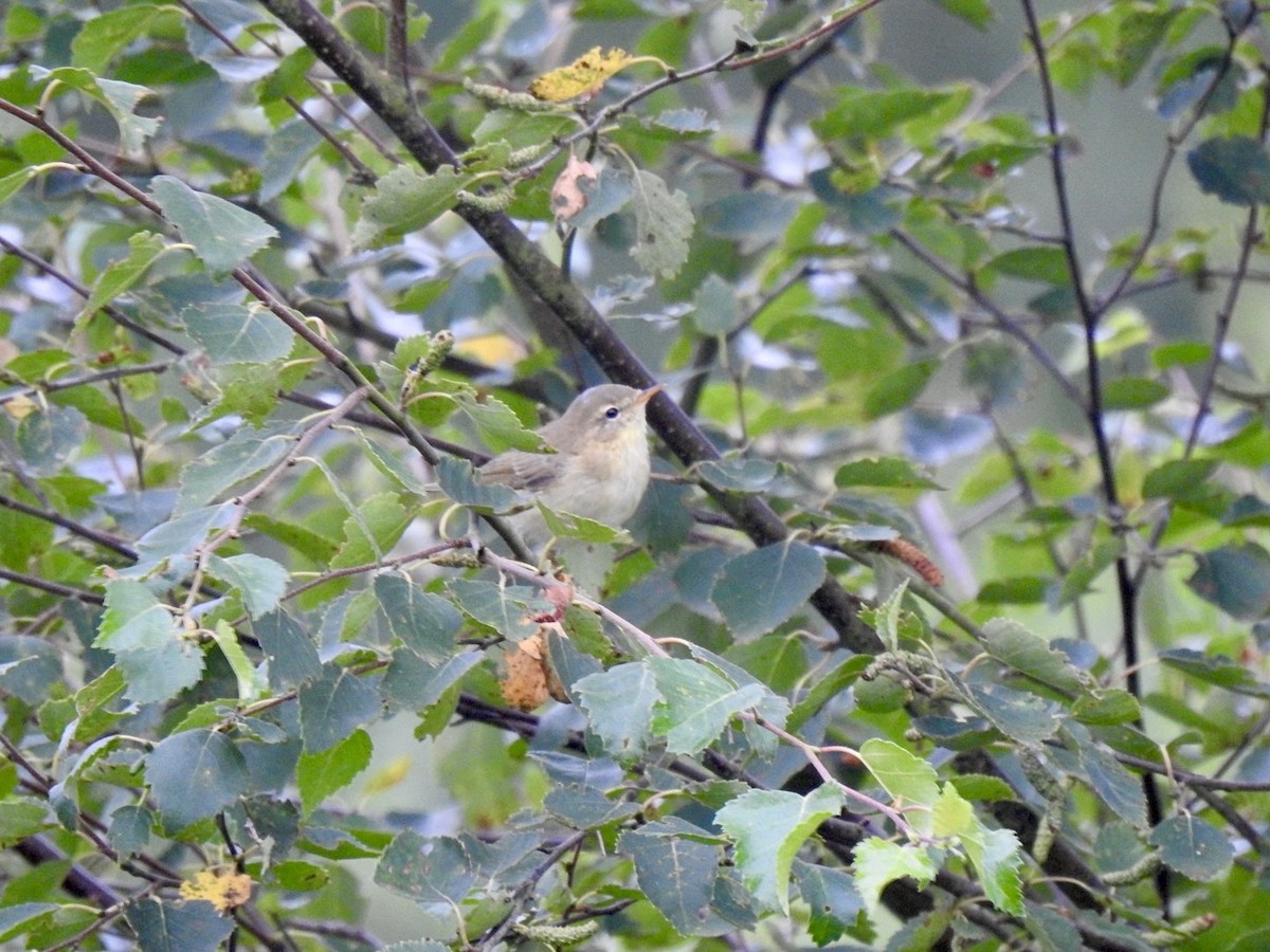 Willow Warbler - Stephen Bailey