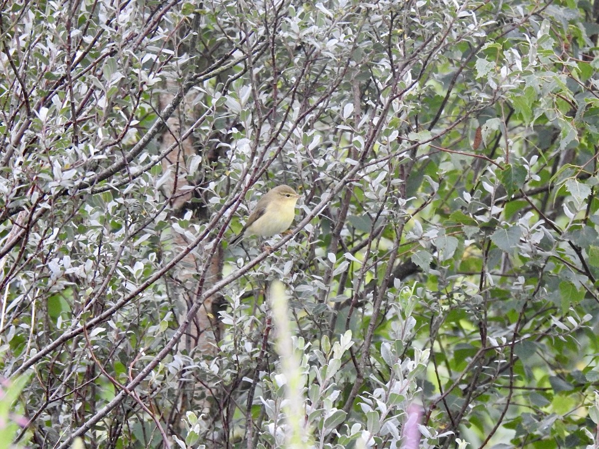 Willow Warbler - ML622130691