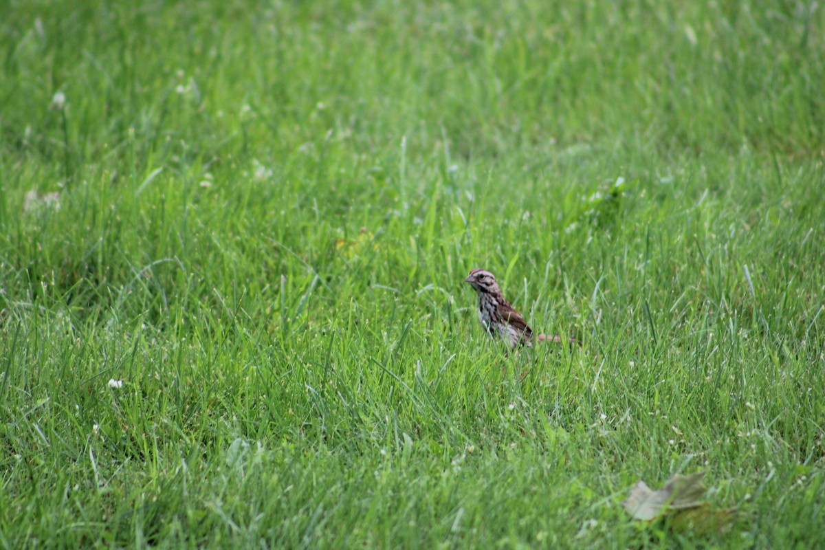 Song Sparrow (melodia/atlantica) - ML622130692